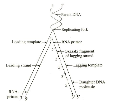 why is dna replication called semi-conservative|why are dna fragments attracted to the positive pole of agarose gel.